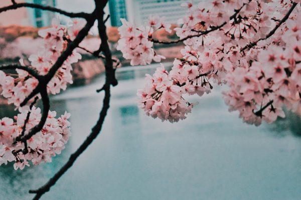 Coronavirus: Chinese Tourism Recovery Plan